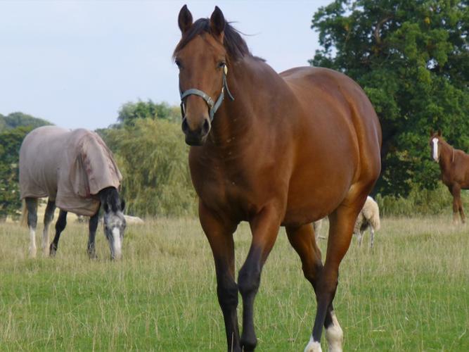 HorseMax Paddock